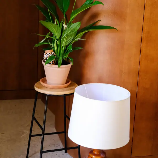 Pépin - Olla Léopard - image